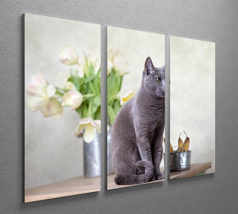 Russian Blue cat sitting on table with pears and tulips 3 Split Panel Canvas Print - Canvas Art Rocks - 2