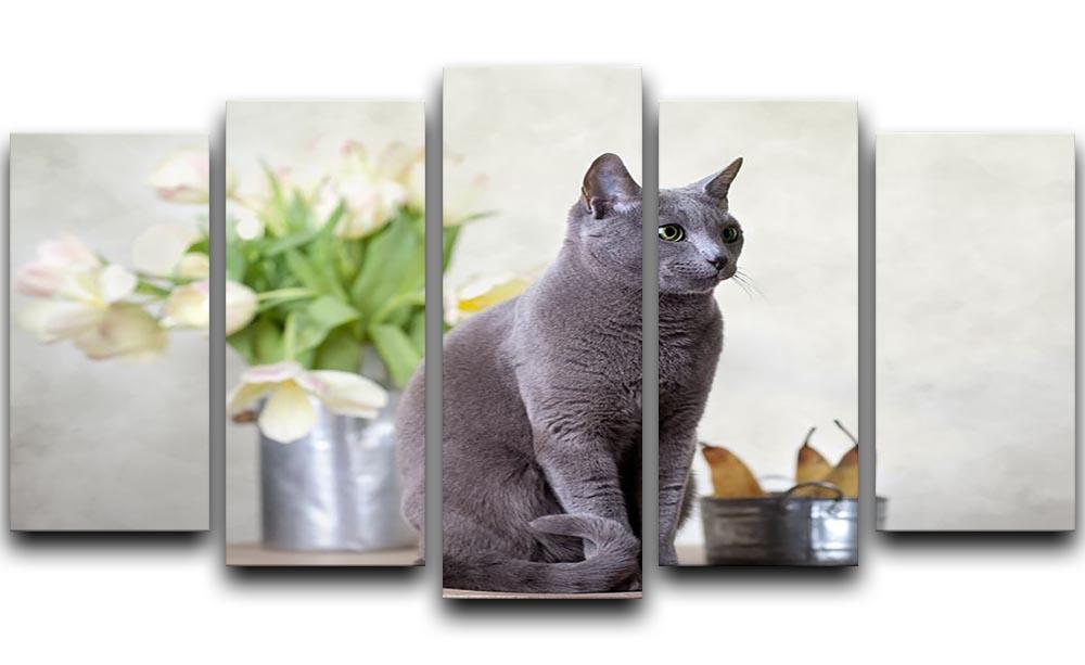 Russian Blue cat sitting on table with pears and tulips 5 Split Panel Canvas - Canvas Art Rocks - 1