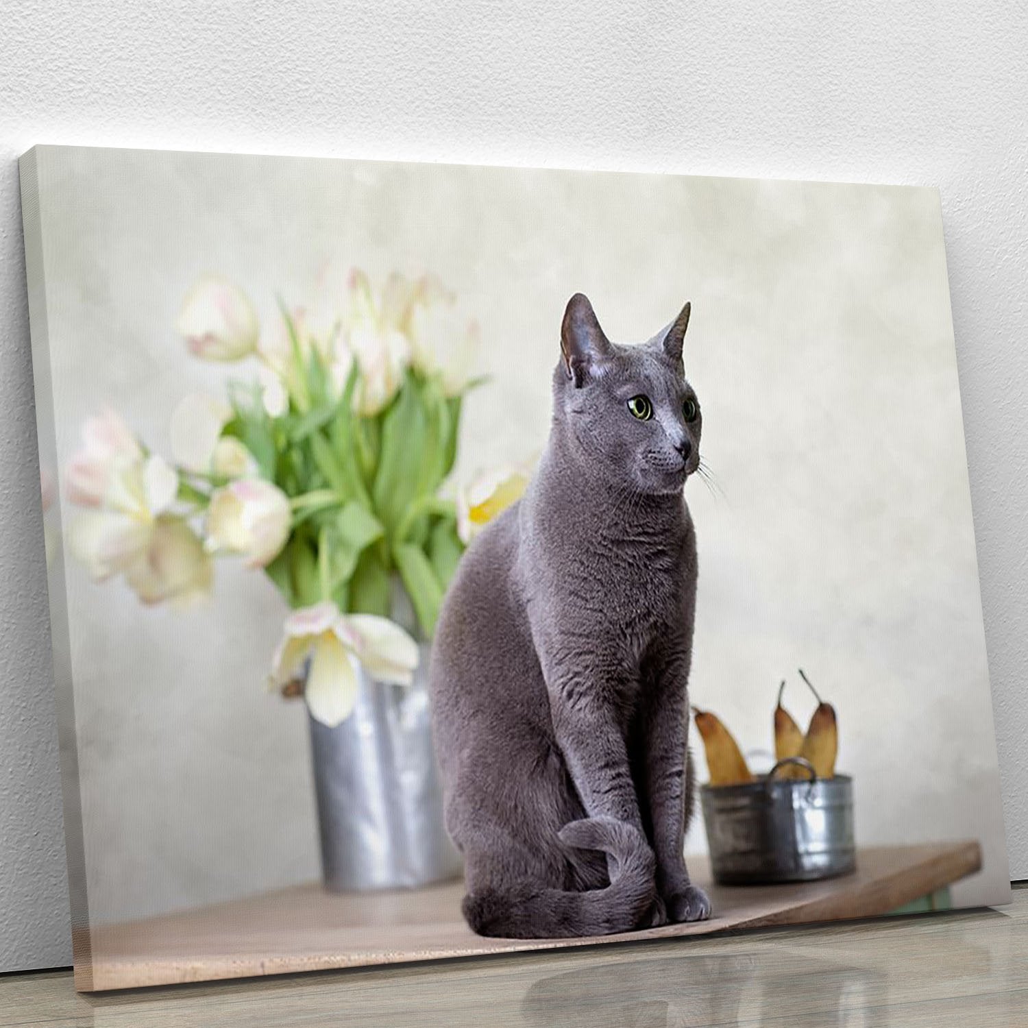 Russian Blue cat sitting on table with pears and tulips Canvas Print or Poster