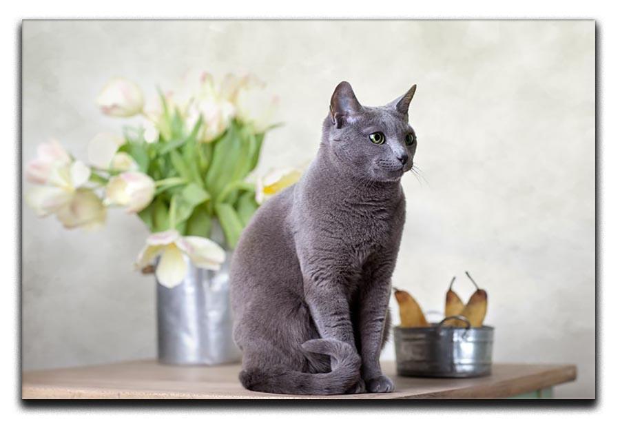 Russian Blue cat sitting on table with pears and tulips Canvas Print or Poster - Canvas Art Rocks - 1