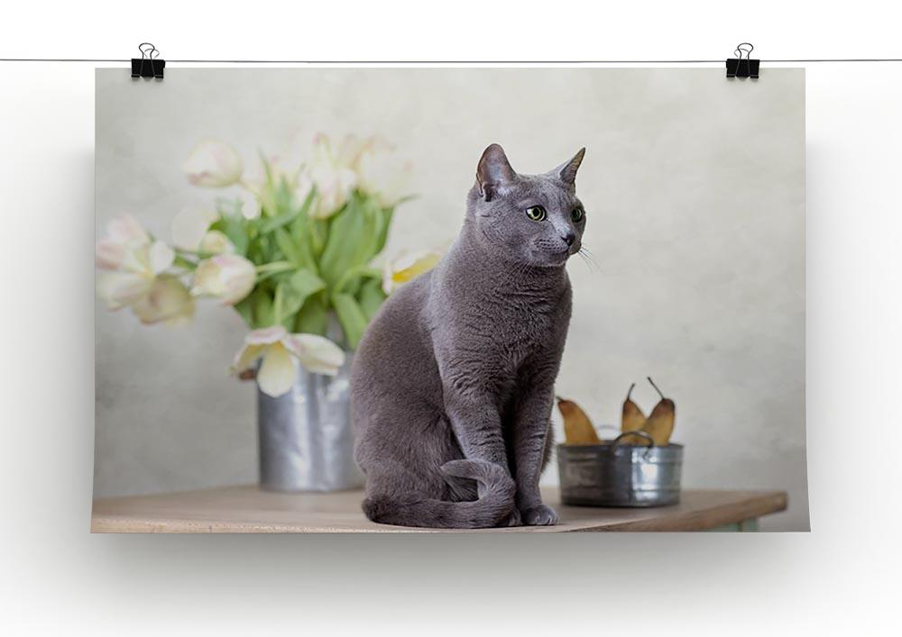 Russian Blue cat sitting on table with pears and tulips Canvas Print or Poster - Canvas Art Rocks - 2