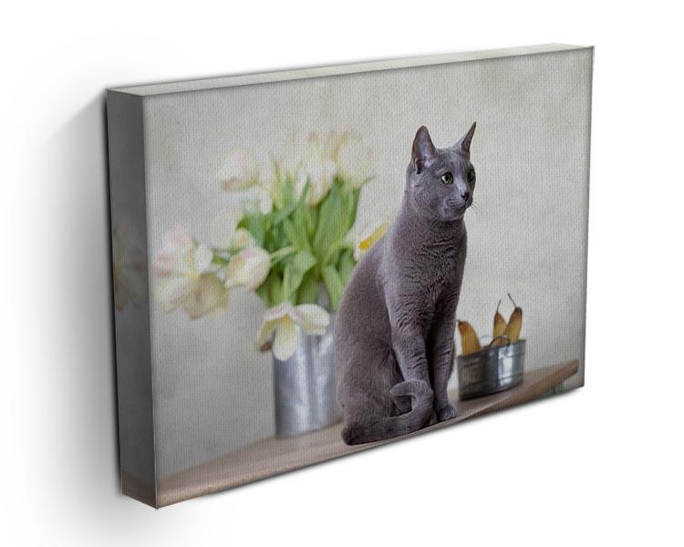Russian Blue cat sitting on table with pears and tulips Canvas Print or Poster - Canvas Art Rocks - 3