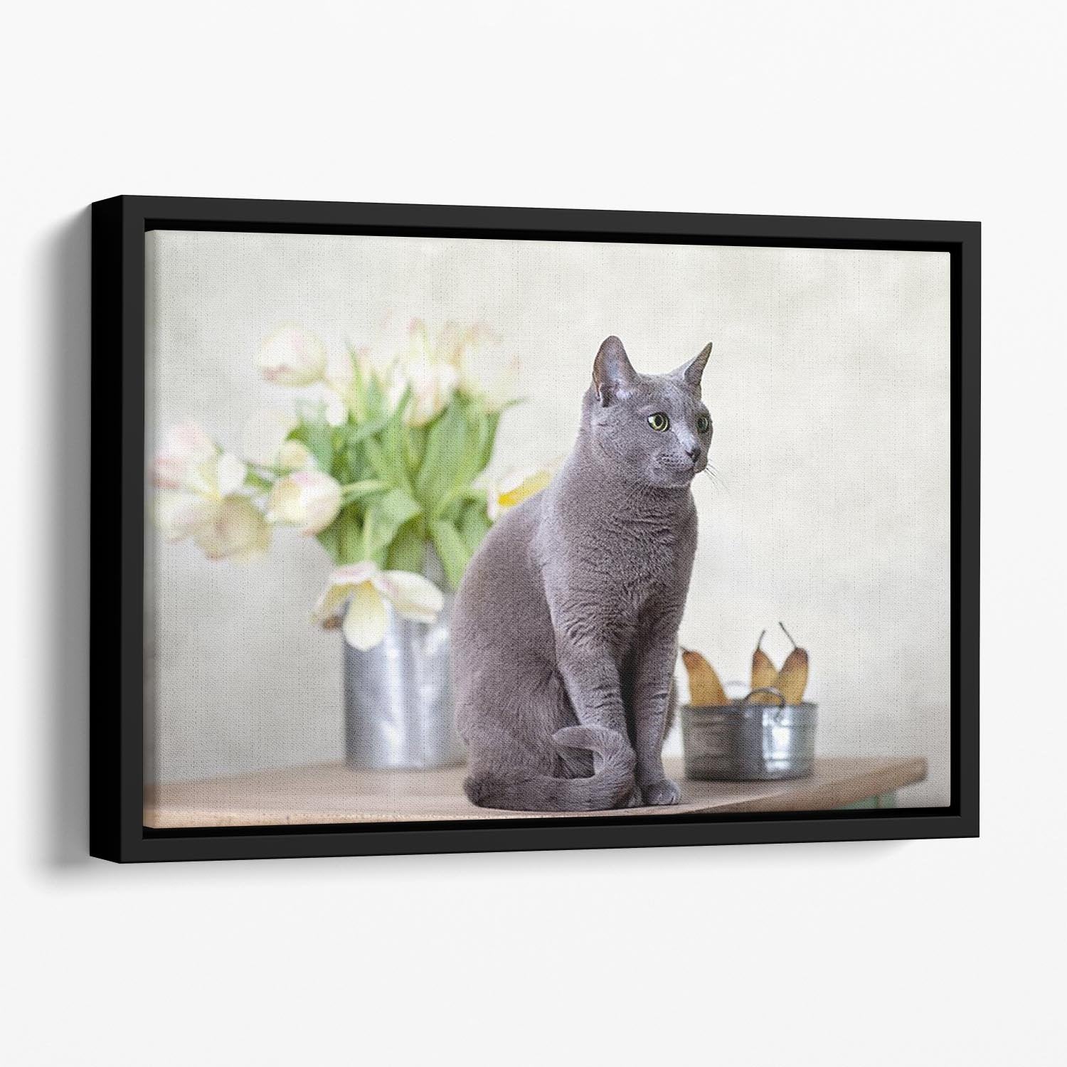 Russian Blue cat sitting on table with pears and tulips Floating Framed Canvas - Canvas Art Rocks - 1