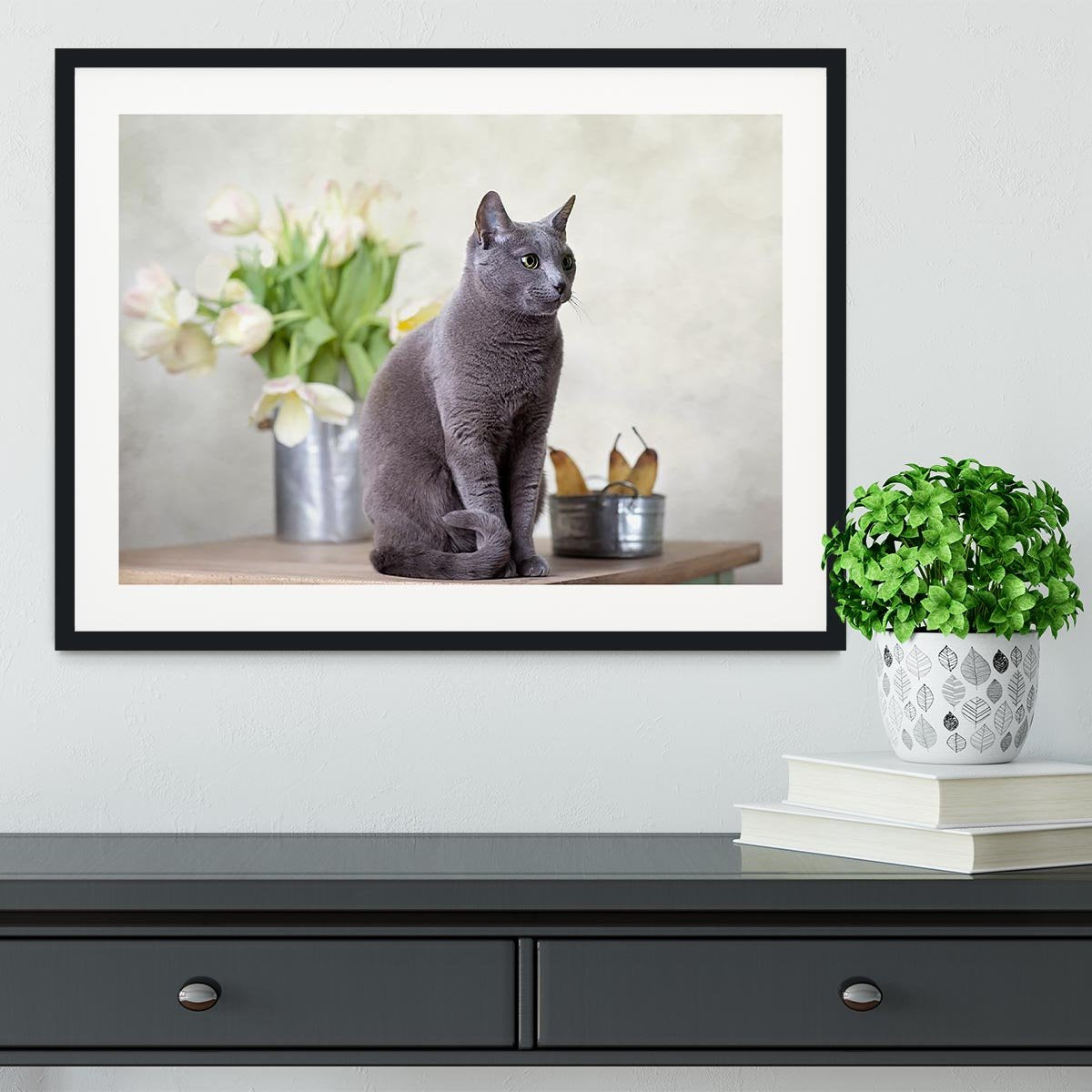 Russian Blue cat sitting on table with pears and tulips Framed Print - Canvas Art Rocks - 1