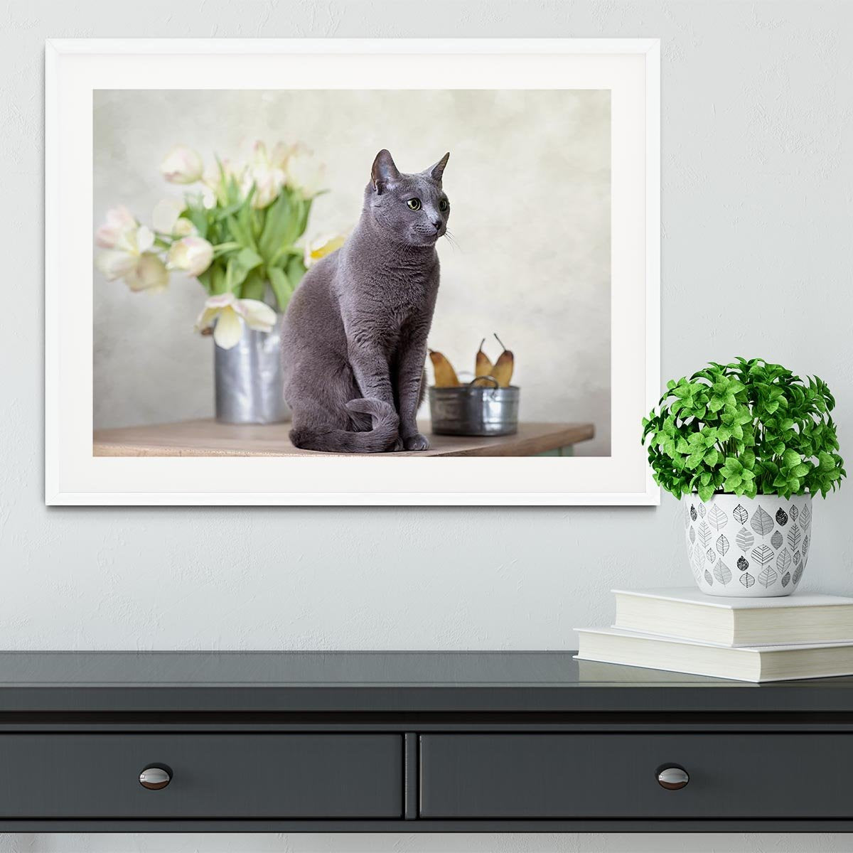 Russian Blue cat sitting on table with pears and tulips Framed Print - Canvas Art Rocks - 5