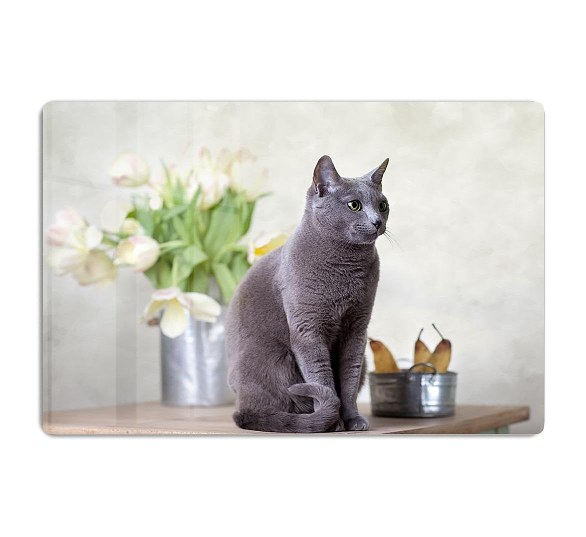 Russian Blue cat sitting on table with pears and tulips HD Metal Print - Canvas Art Rocks - 1