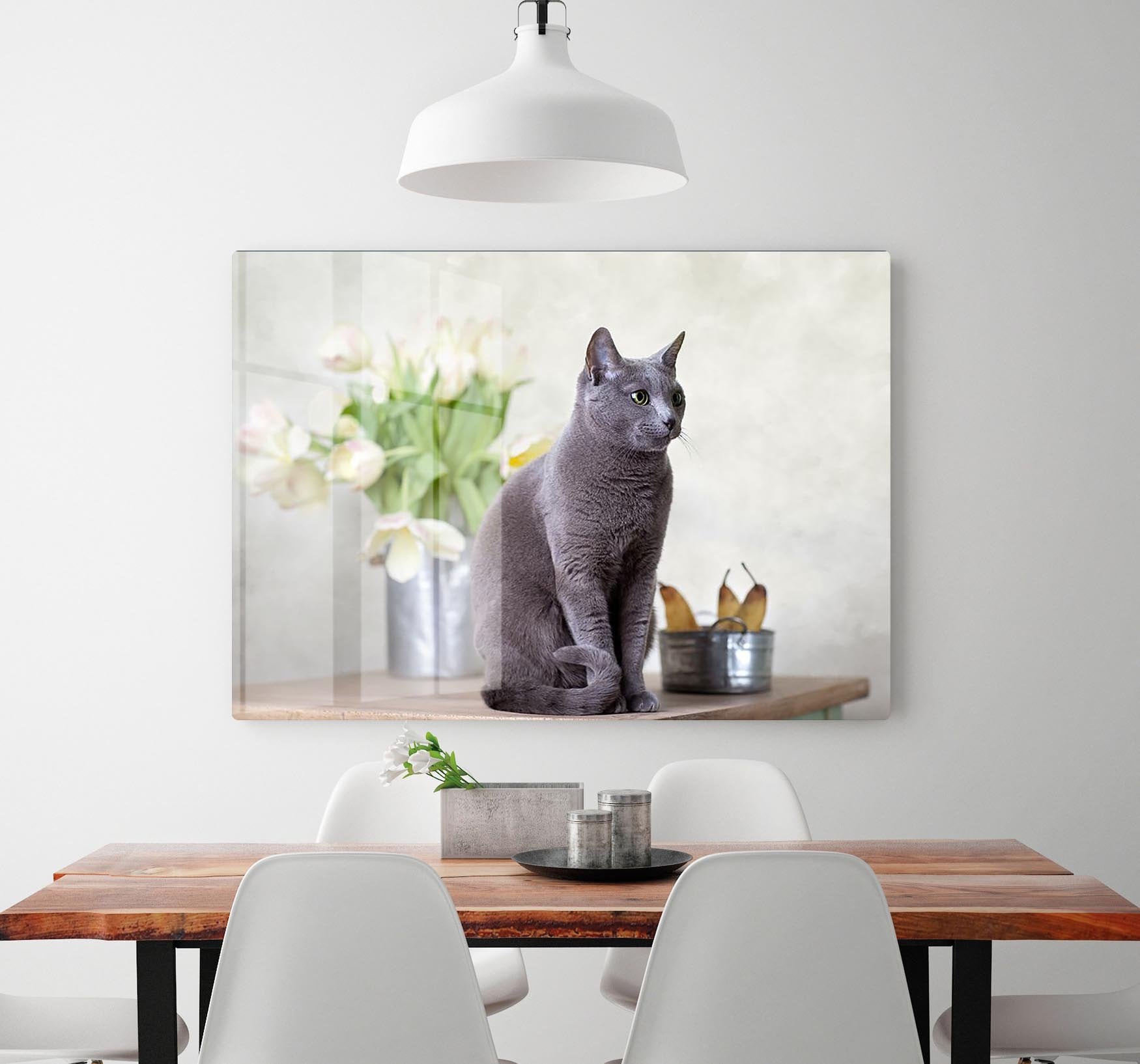 Russian Blue cat sitting on table with pears and tulips HD Metal Print - Canvas Art Rocks - 2