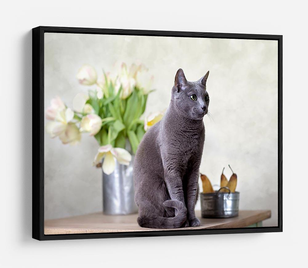 Russian Blue cat sitting on table with pears and tulips HD Metal Print - Canvas Art Rocks - 6