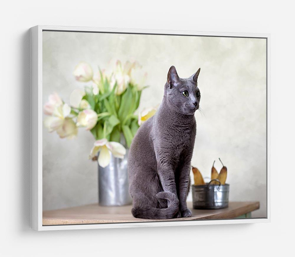 Russian Blue cat sitting on table with pears and tulips HD Metal Print - Canvas Art Rocks - 7