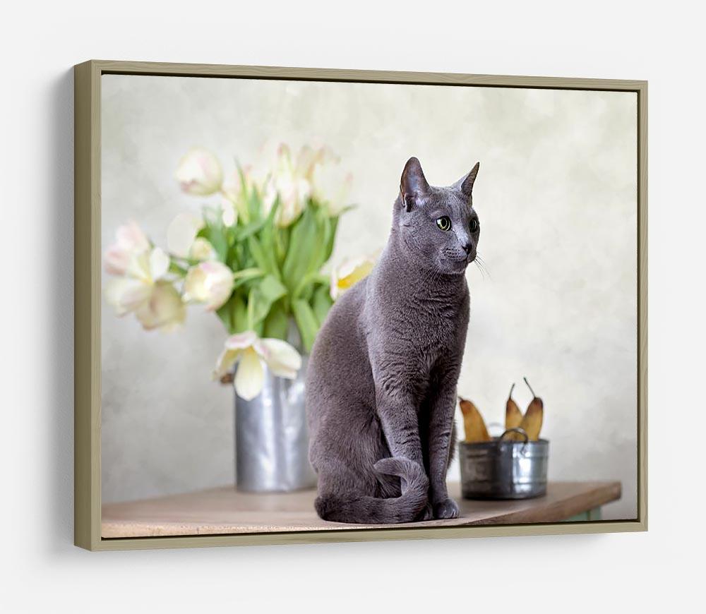 Russian Blue cat sitting on table with pears and tulips HD Metal Print - Canvas Art Rocks - 8
