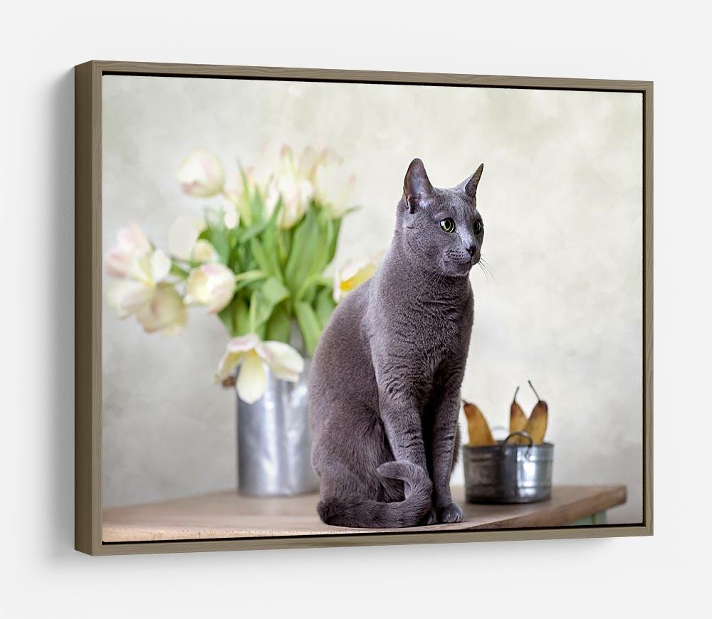 Russian Blue cat sitting on table with pears and tulips HD Metal Print - Canvas Art Rocks - 10