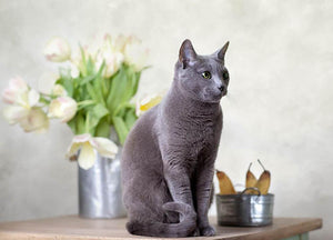 Russian Blue cat sitting on table with pears and tulips Wall Mural Wallpaper - Canvas Art Rocks - 1