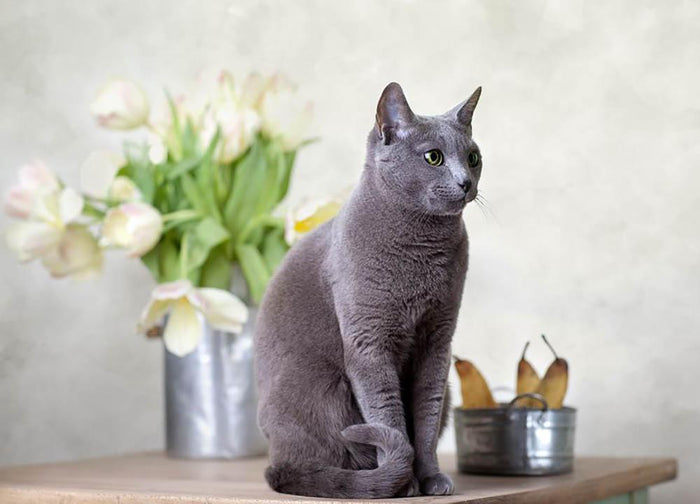 Russian Blue cat sitting on table with pears and tulips Wall Mural Wallpaper