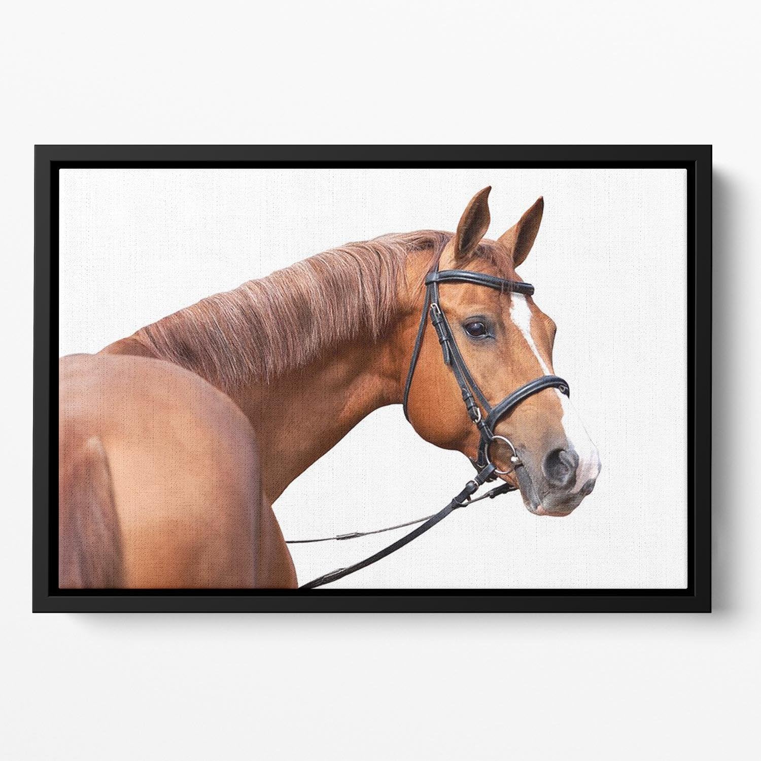 Russian Don horse Floating Framed Canvas - Canvas Art Rocks - 2
