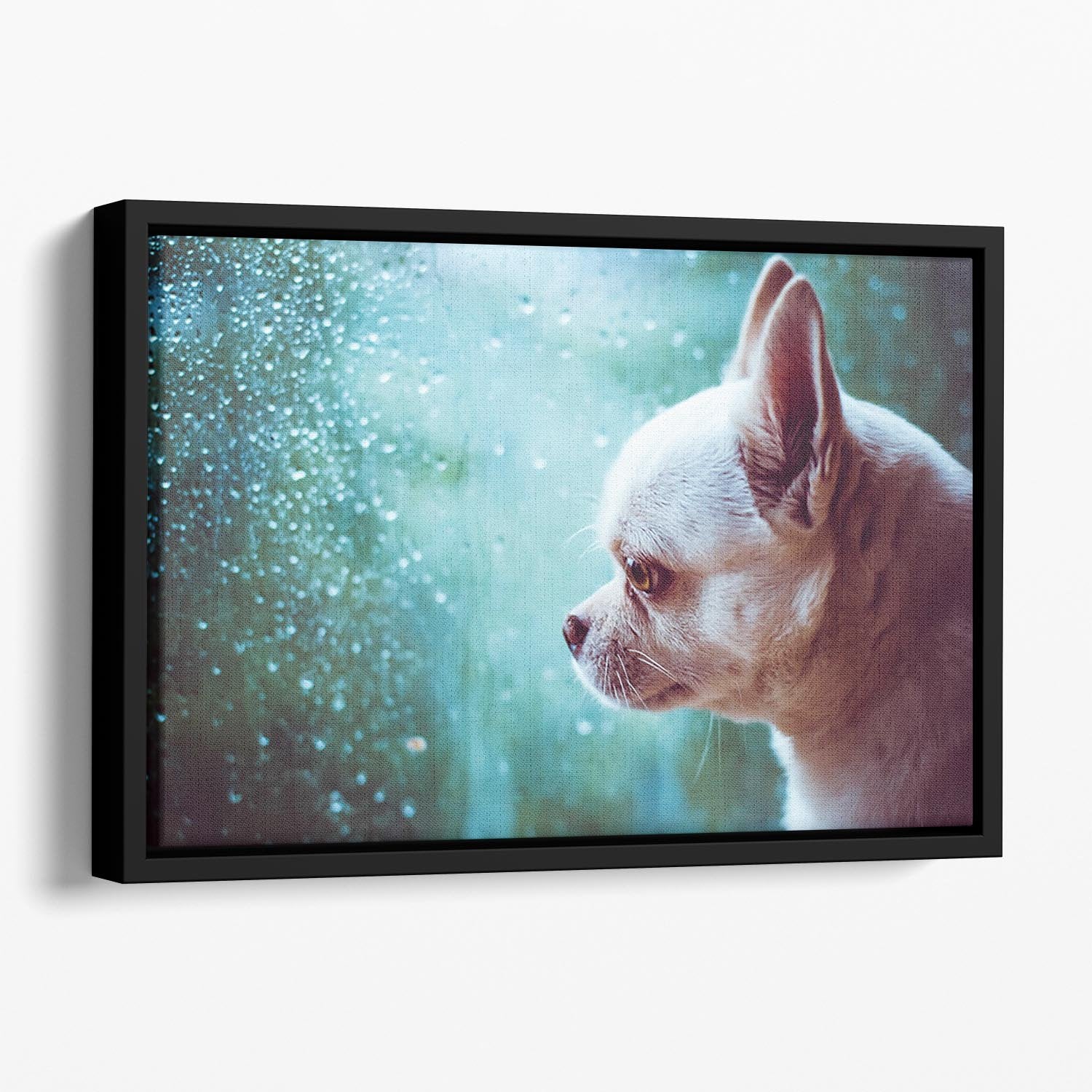 Sad Chihuahua dog Floating Framed Canvas - Canvas Art Rocks - 1