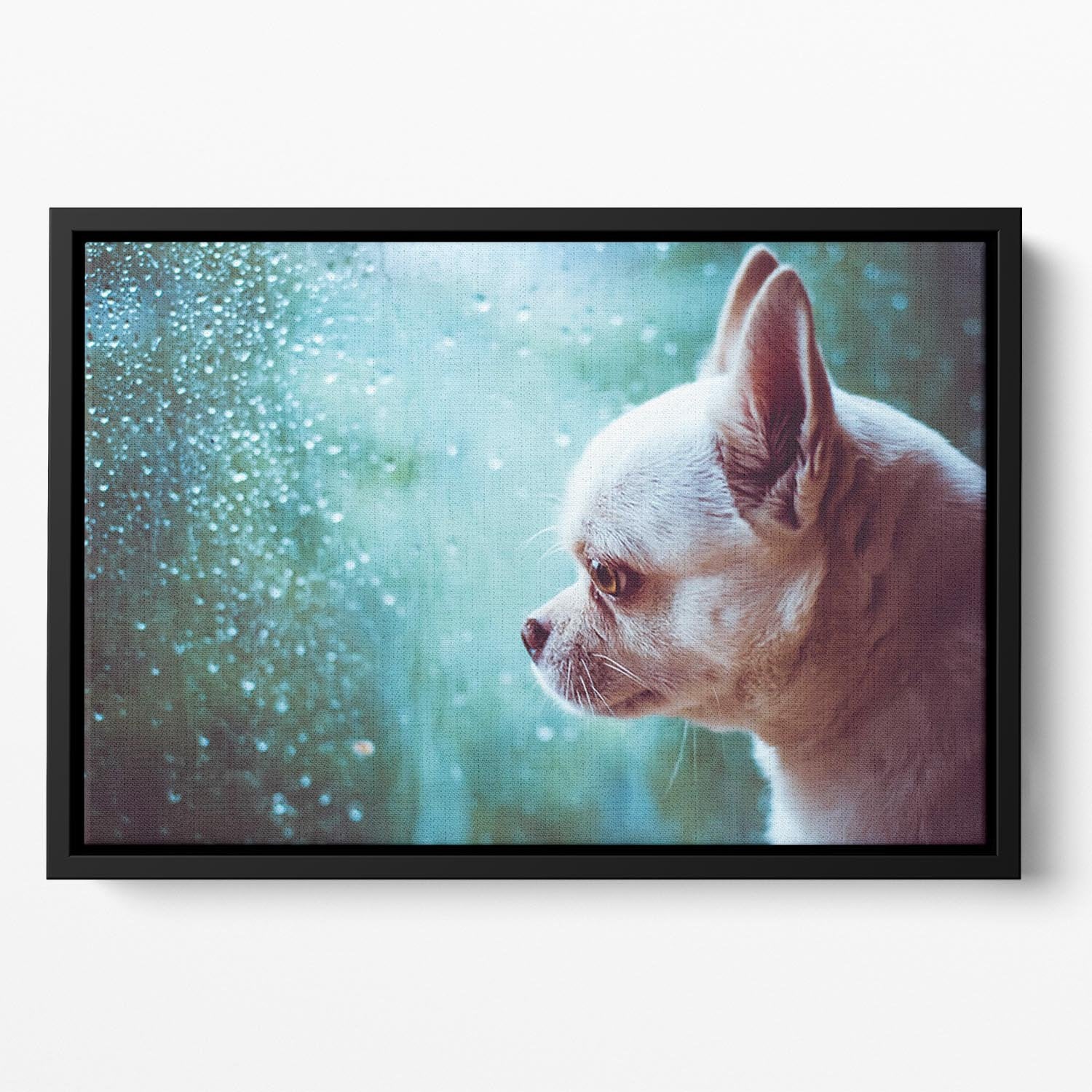 Sad Chihuahua dog Floating Framed Canvas - Canvas Art Rocks - 2