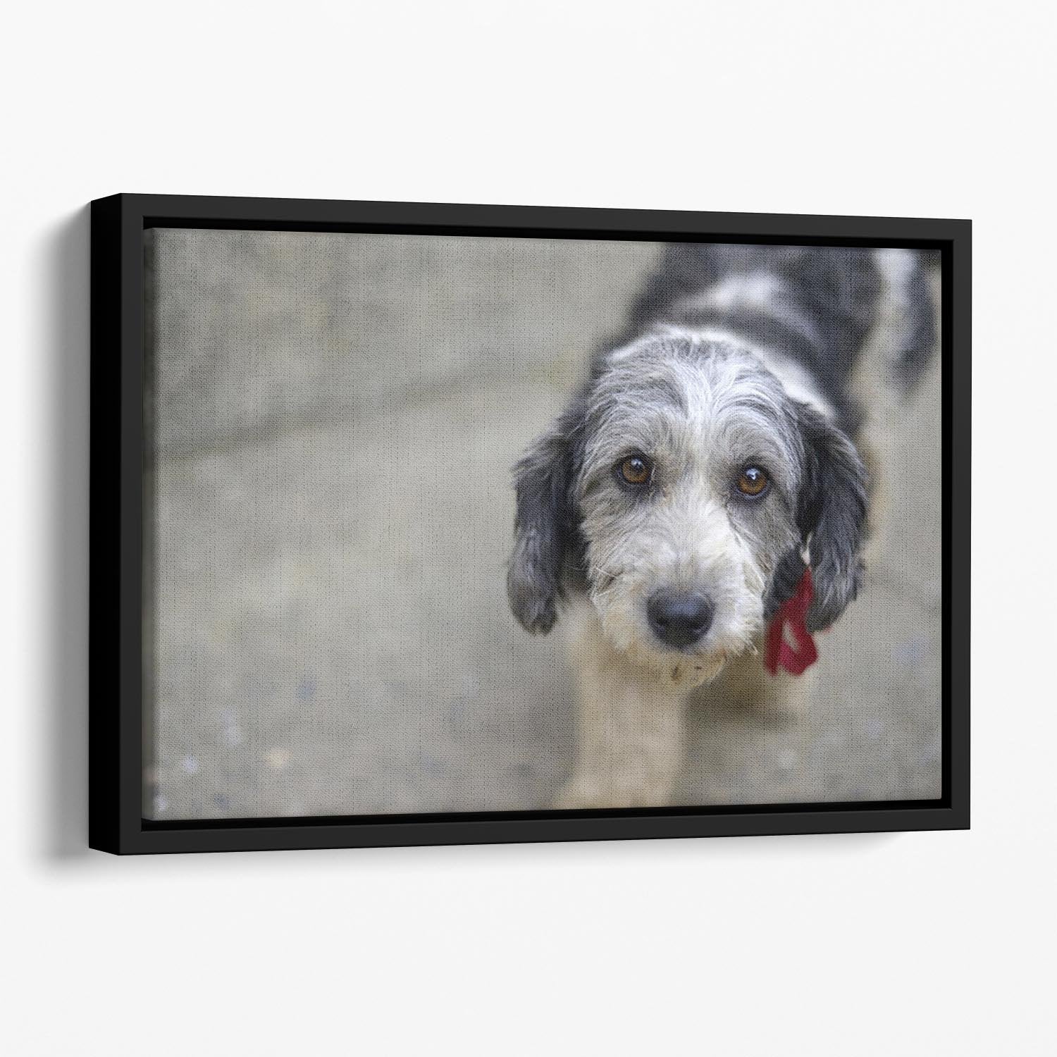 Sad look of a cute stray dog Floating Framed Canvas - Canvas Art Rocks - 1