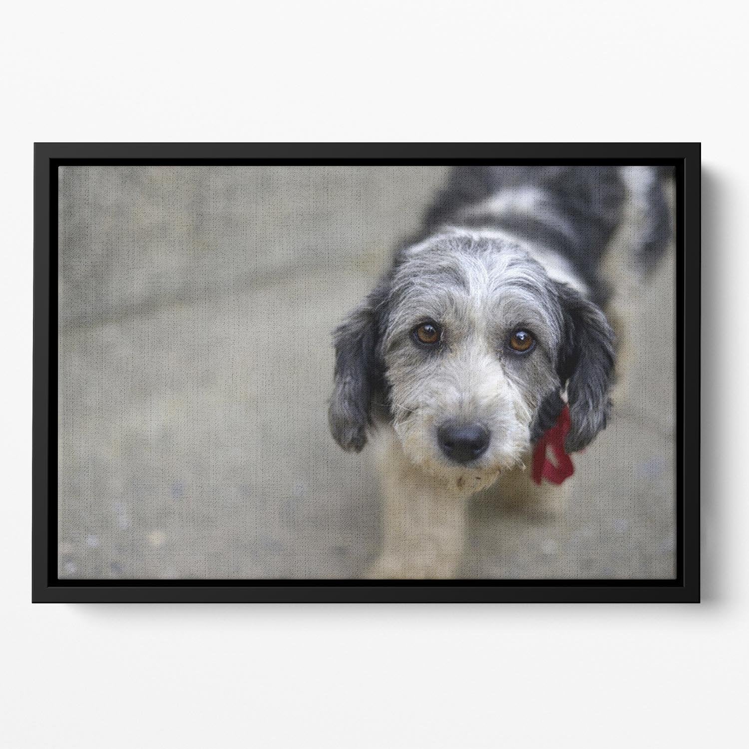 Sad look of a cute stray dog Floating Framed Canvas - Canvas Art Rocks - 2