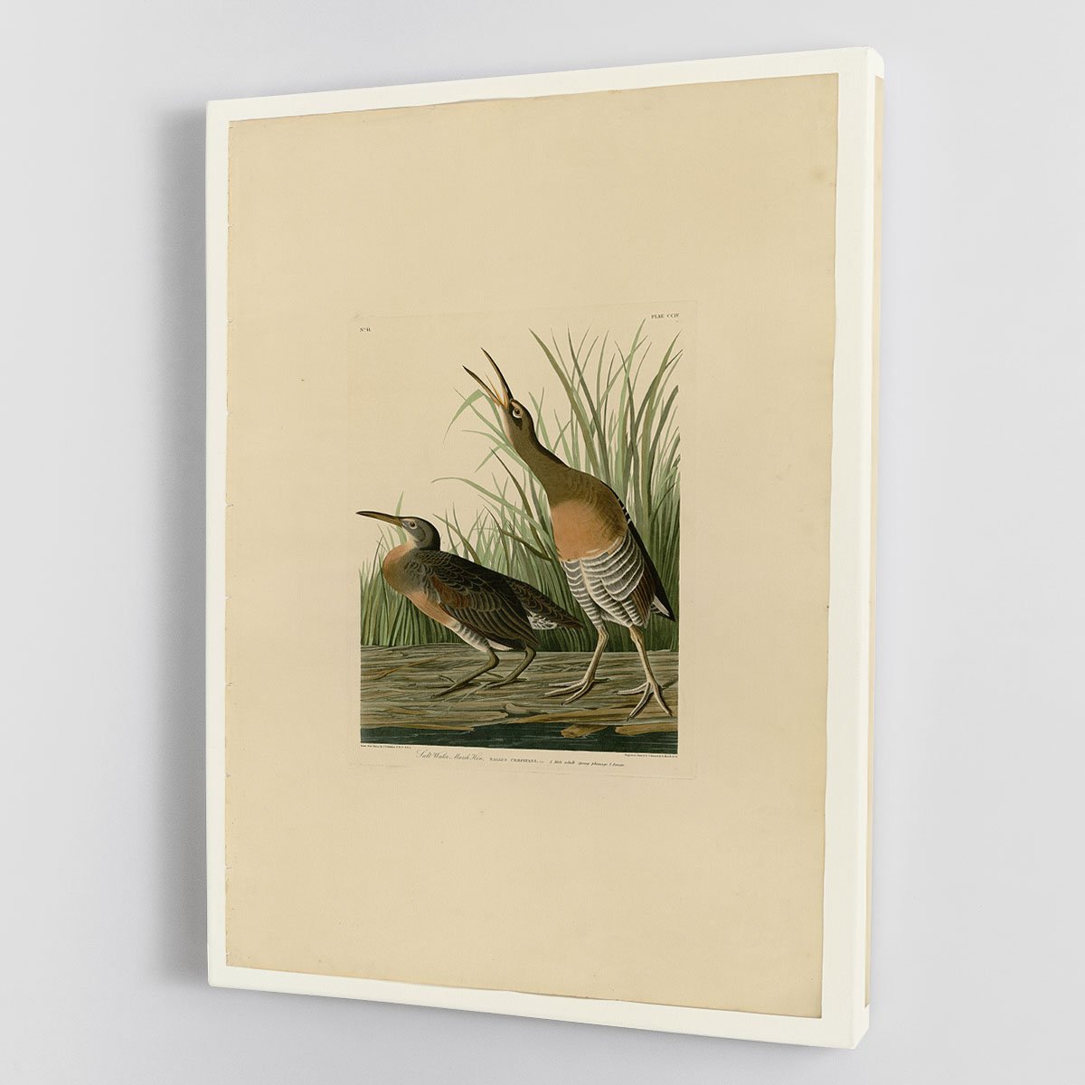 Salt Water Marsh Hen by Audubon Canvas Print or Poster