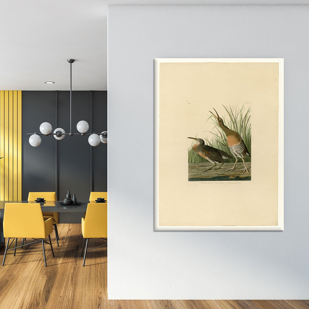 Salt Water Marsh Hen by Audubon Canvas Print or Poster