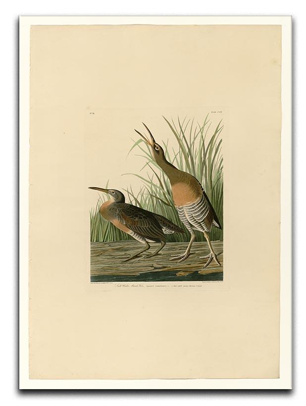 Salt Water Marsh Hen by Audubon Canvas Print or Poster - Canvas Art Rocks - 1