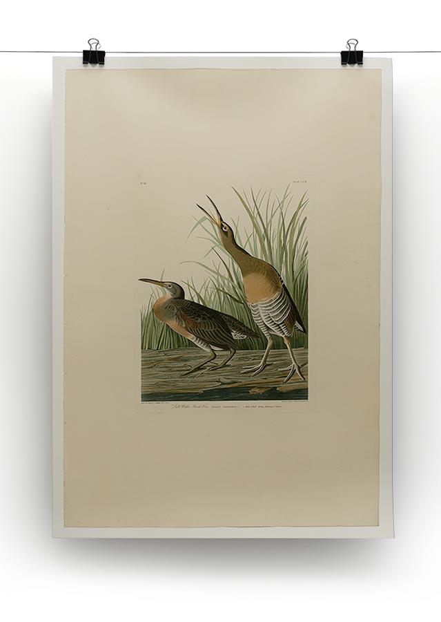 Salt Water Marsh Hen by Audubon Canvas Print or Poster - Canvas Art Rocks - 2