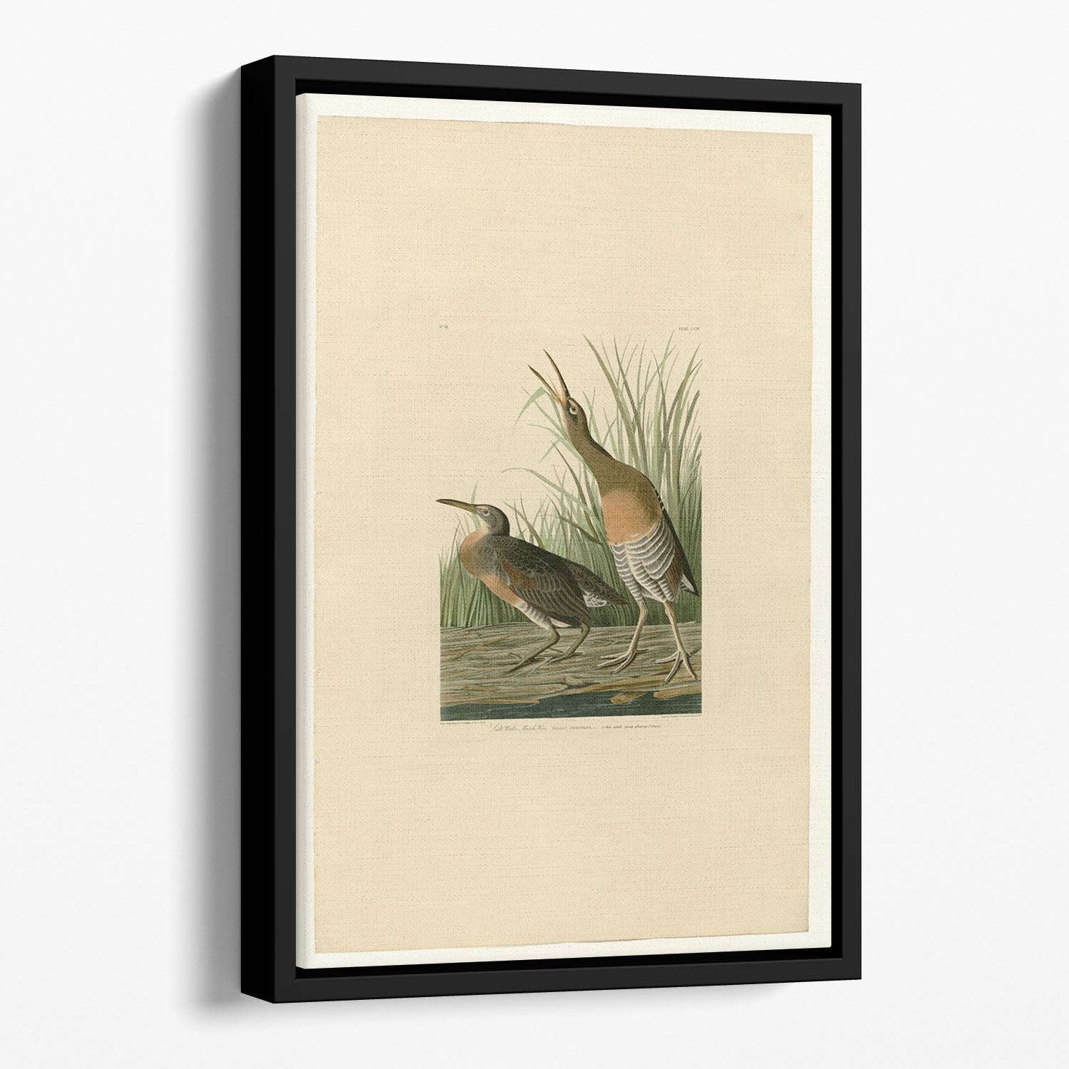 Salt Water Marsh Hen by Audubon Floating Framed Canvas