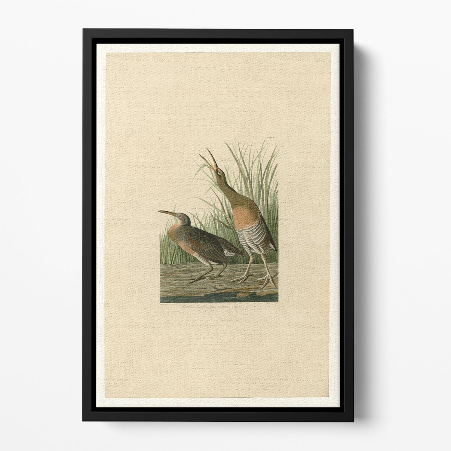 Salt Water Marsh Hen by Audubon Floating Framed Canvas