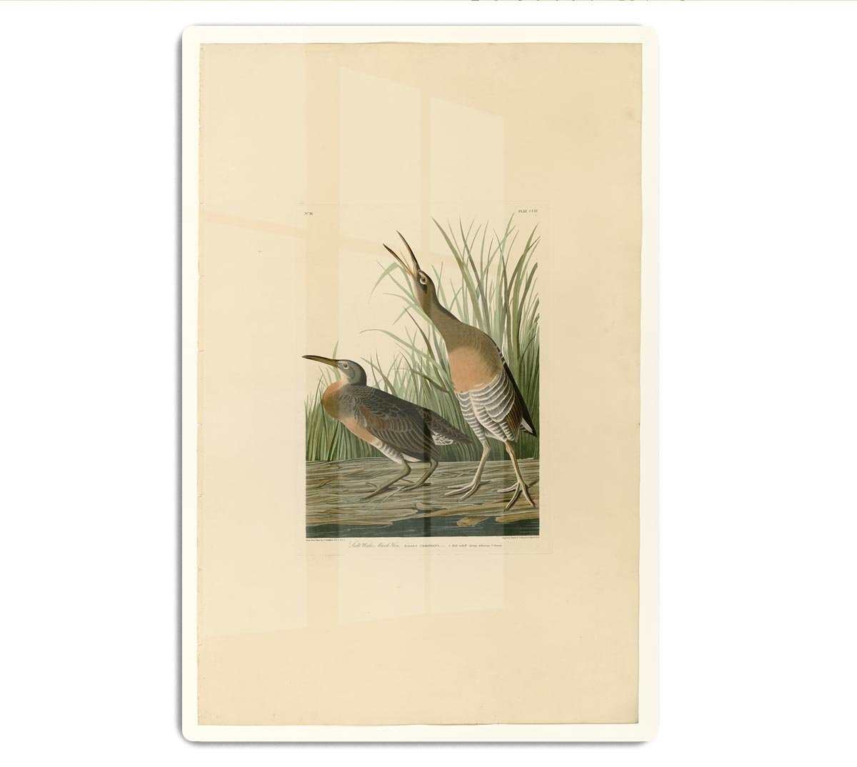 Salt Water Marsh Hen by Audubon HD Metal Print - Canvas Art Rocks - 1