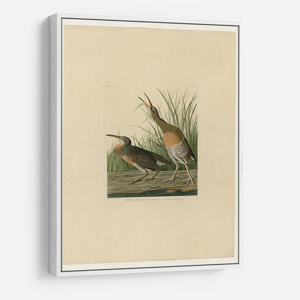 Salt Water Marsh Hen by Audubon HD Metal Print - Canvas Art Rocks - 7