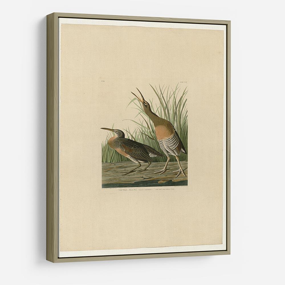 Salt Water Marsh Hen by Audubon HD Metal Print - Canvas Art Rocks - 8