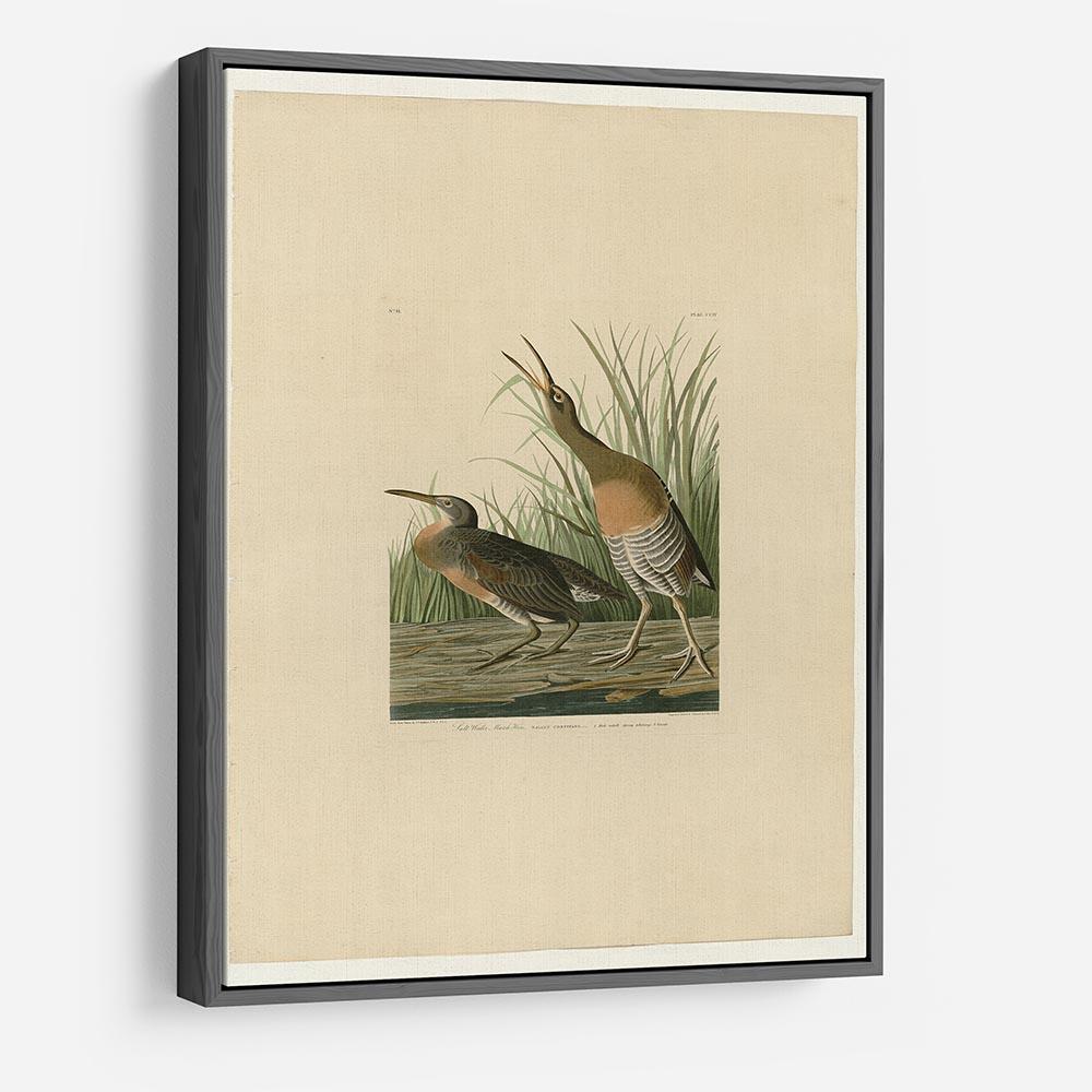 Salt Water Marsh Hen by Audubon HD Metal Print - Canvas Art Rocks - 9