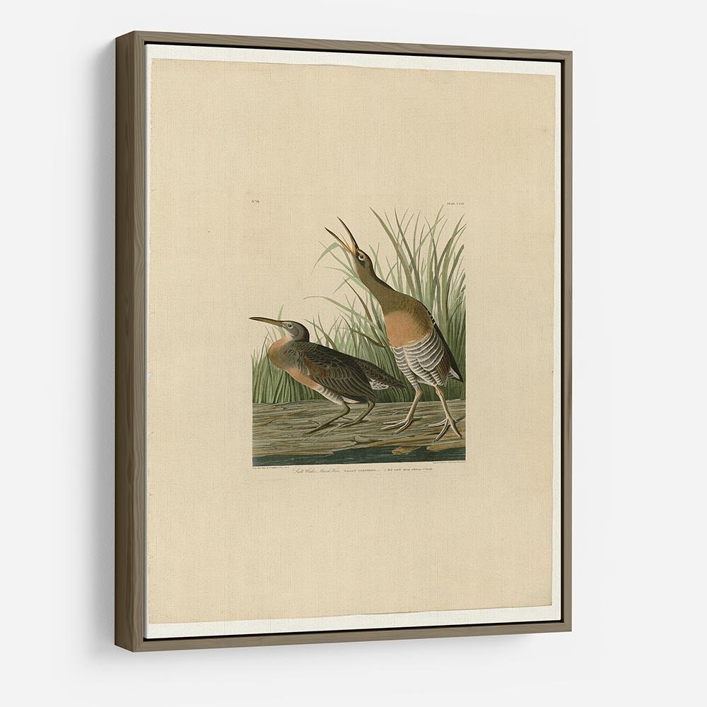 Salt Water Marsh Hen by Audubon HD Metal Print - Canvas Art Rocks - 10