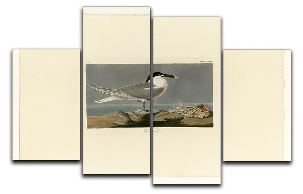 Sandwich Tern by Audubon 4 Split Panel Canvas - Canvas Art Rocks - 1