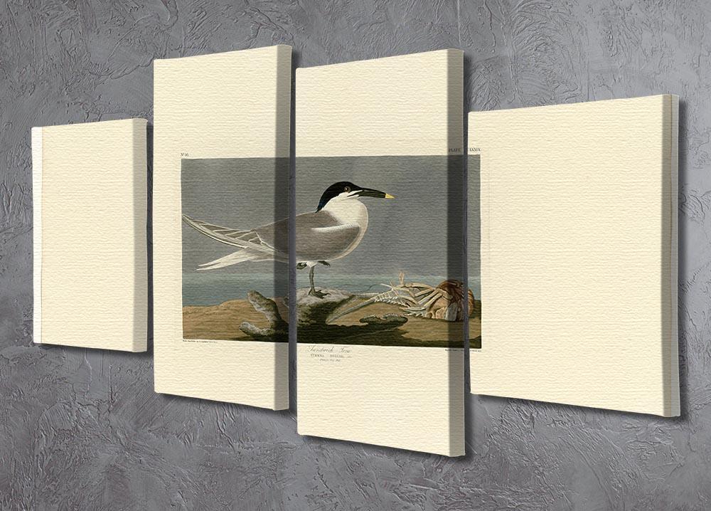 Sandwich Tern by Audubon 4 Split Panel Canvas - Canvas Art Rocks - 2