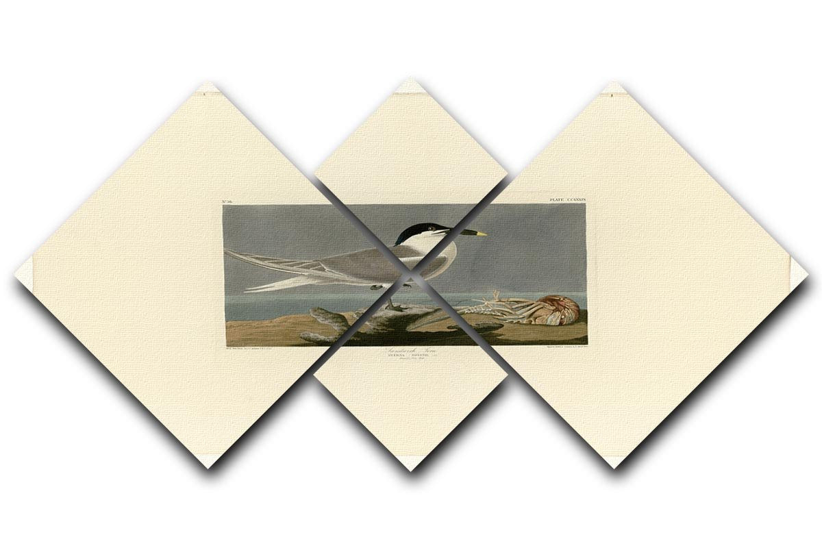 Sandwich Tern by Audubon 4 Square Multi Panel Canvas - Canvas Art Rocks - 1