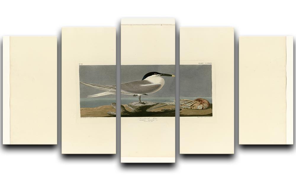 Sandwich Tern by Audubon 5 Split Panel Canvas - Canvas Art Rocks - 1