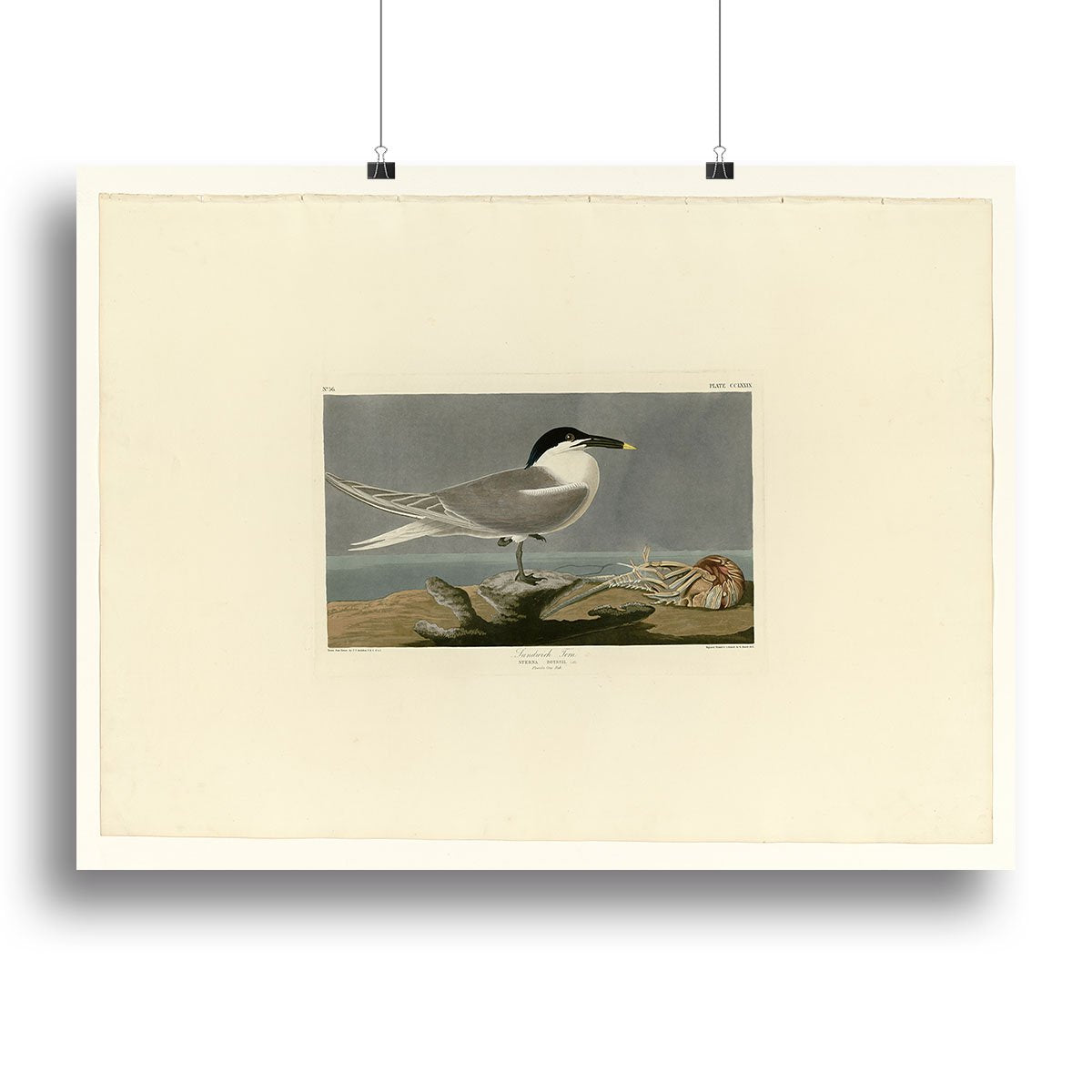 Sandwich Tern by Audubon Canvas Print or Poster