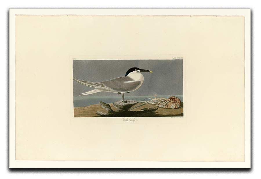 Sandwich Tern by Audubon Canvas Print or Poster - Canvas Art Rocks - 1