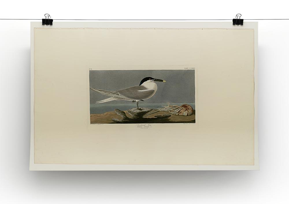 Sandwich Tern by Audubon Canvas Print or Poster - Canvas Art Rocks - 2