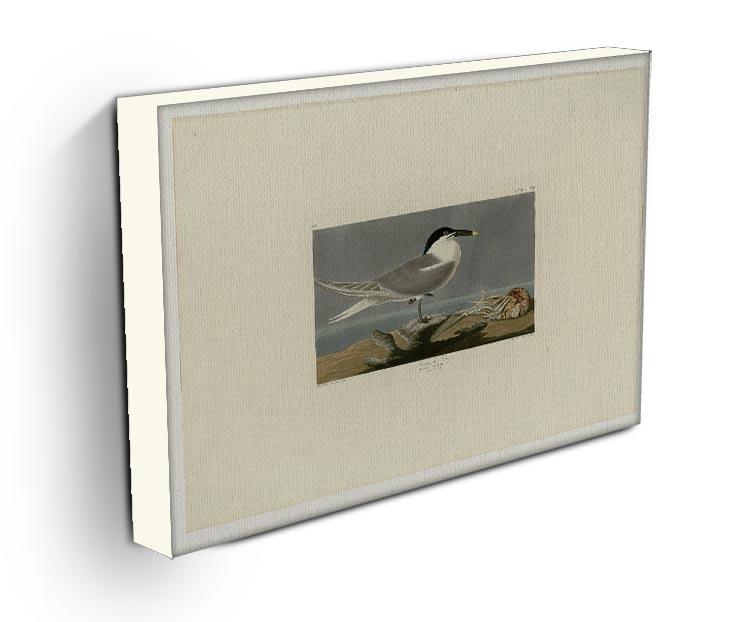 Sandwich Tern by Audubon Canvas Print or Poster - Canvas Art Rocks - 3