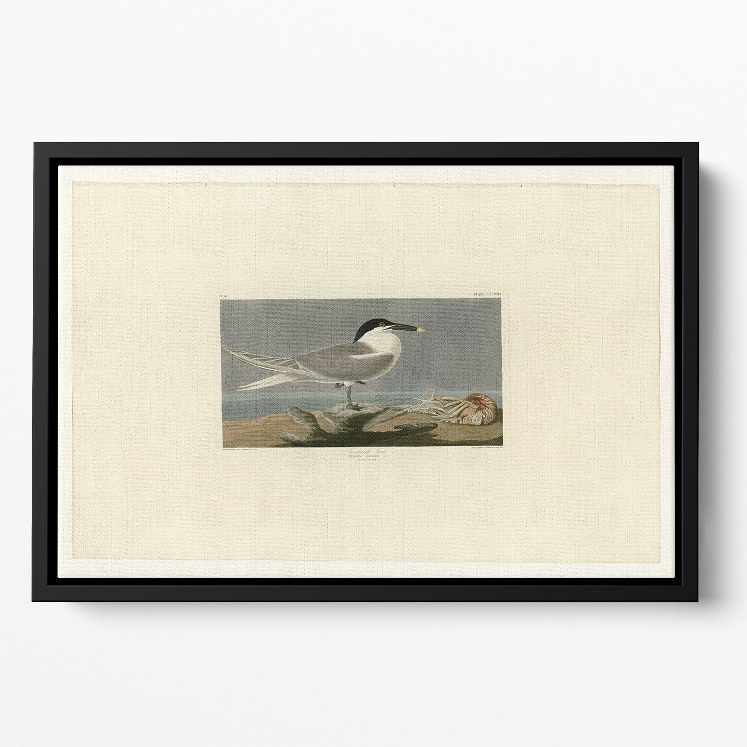 Sandwich Tern by Audubon Floating Framed Canvas