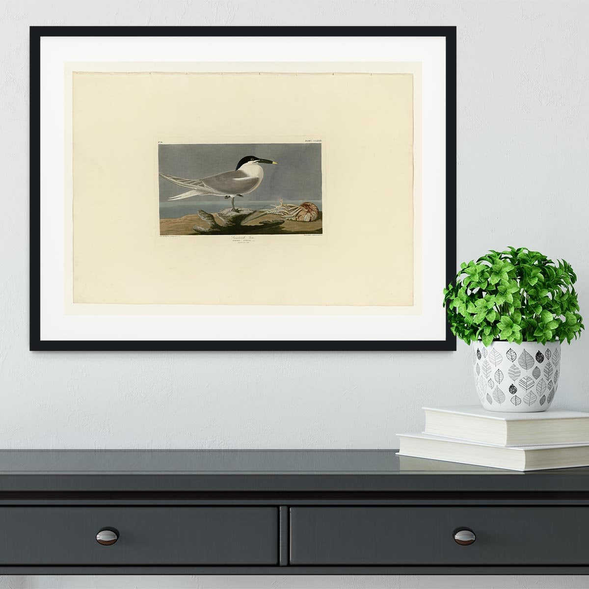 Sandwich Tern by Audubon Framed Print - Canvas Art Rocks - 1