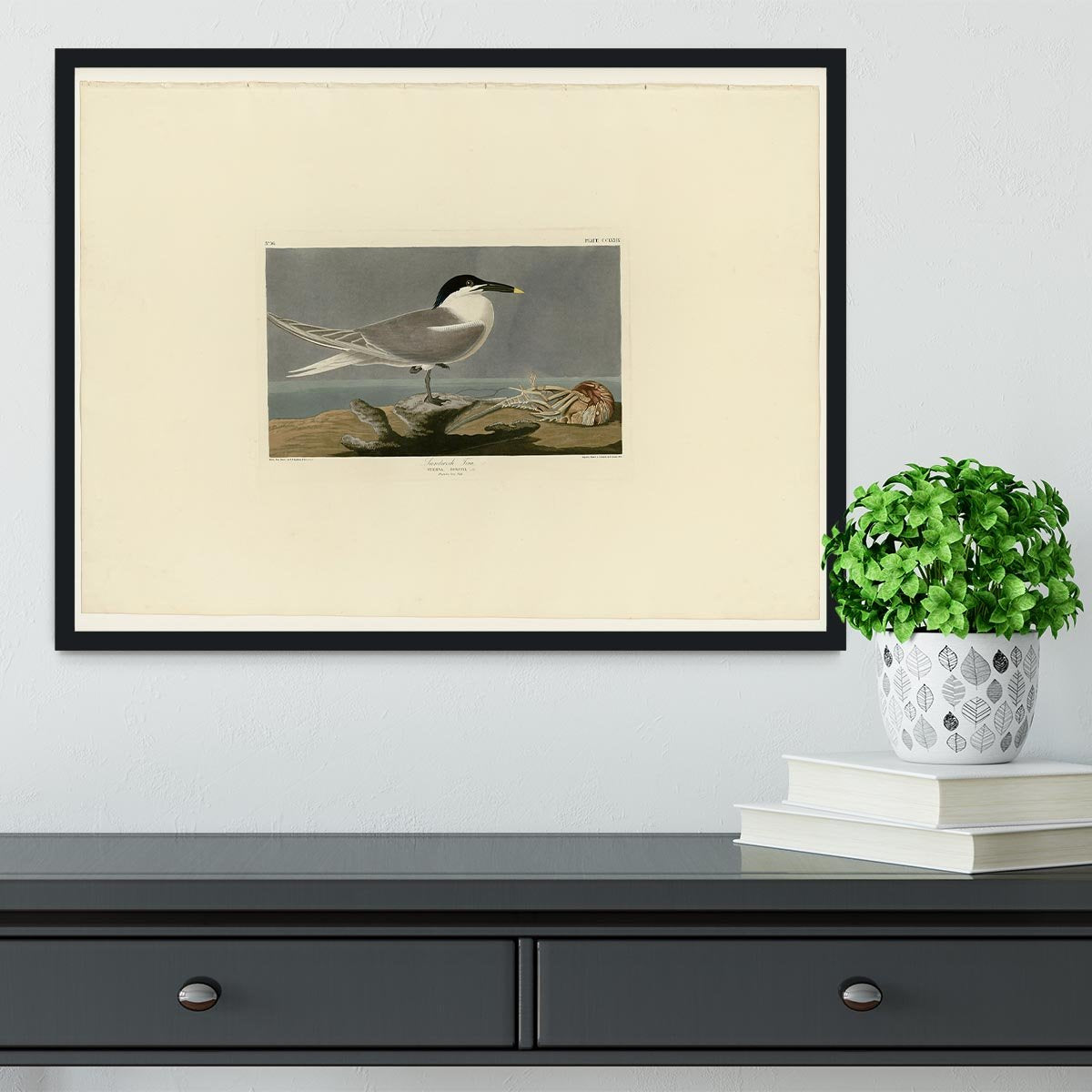 Sandwich Tern by Audubon Framed Print - Canvas Art Rocks - 2