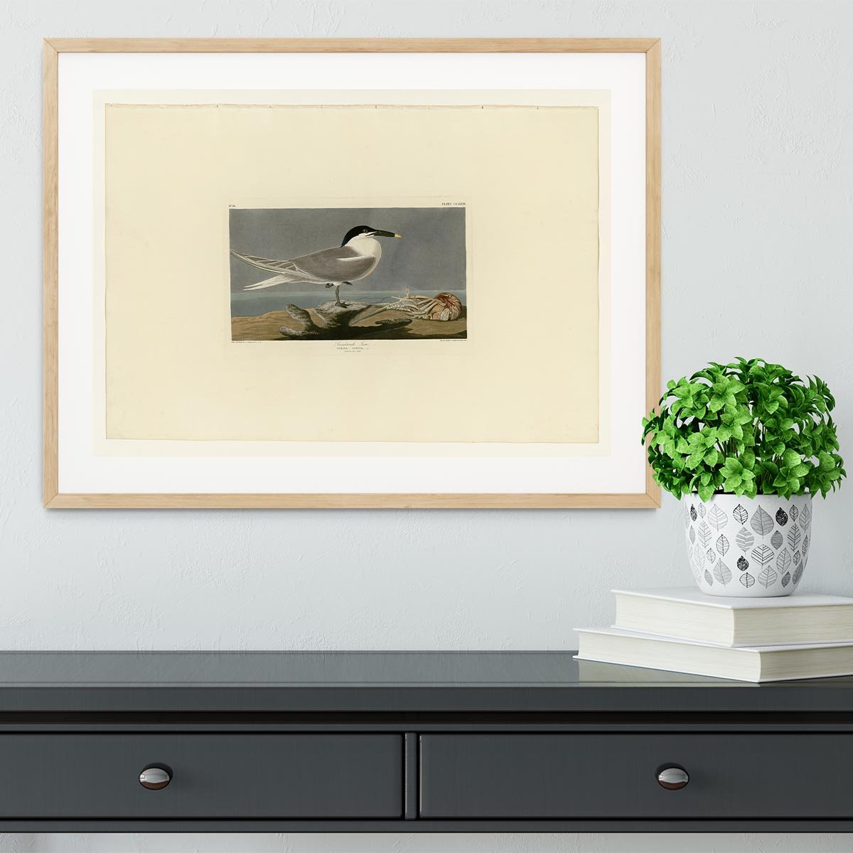 Sandwich Tern by Audubon Framed Print - Canvas Art Rocks - 3