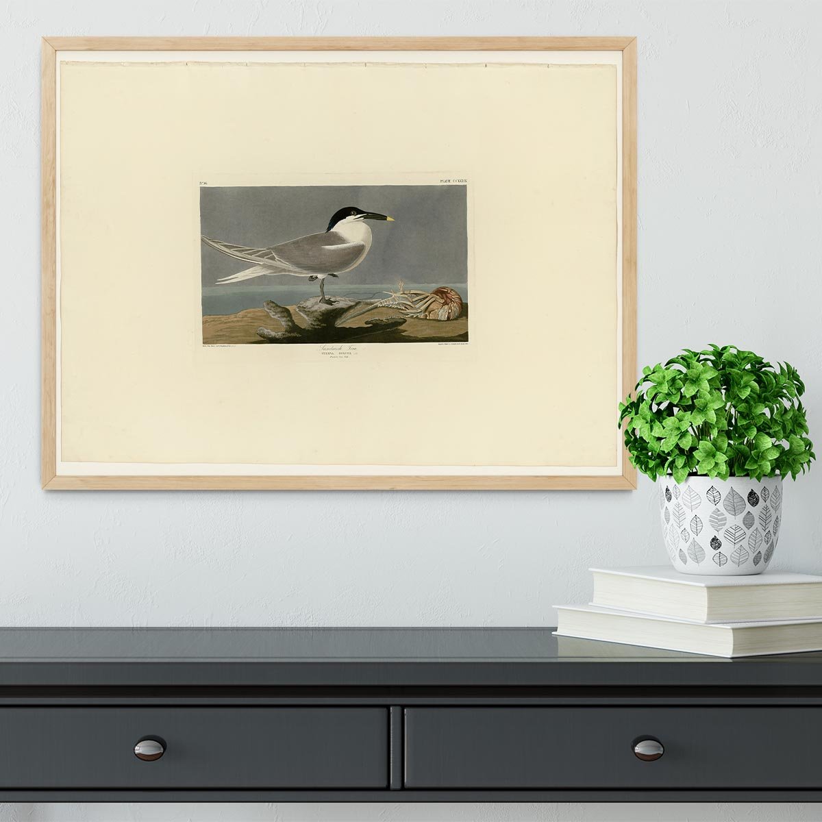 Sandwich Tern by Audubon Framed Print - Canvas Art Rocks - 4