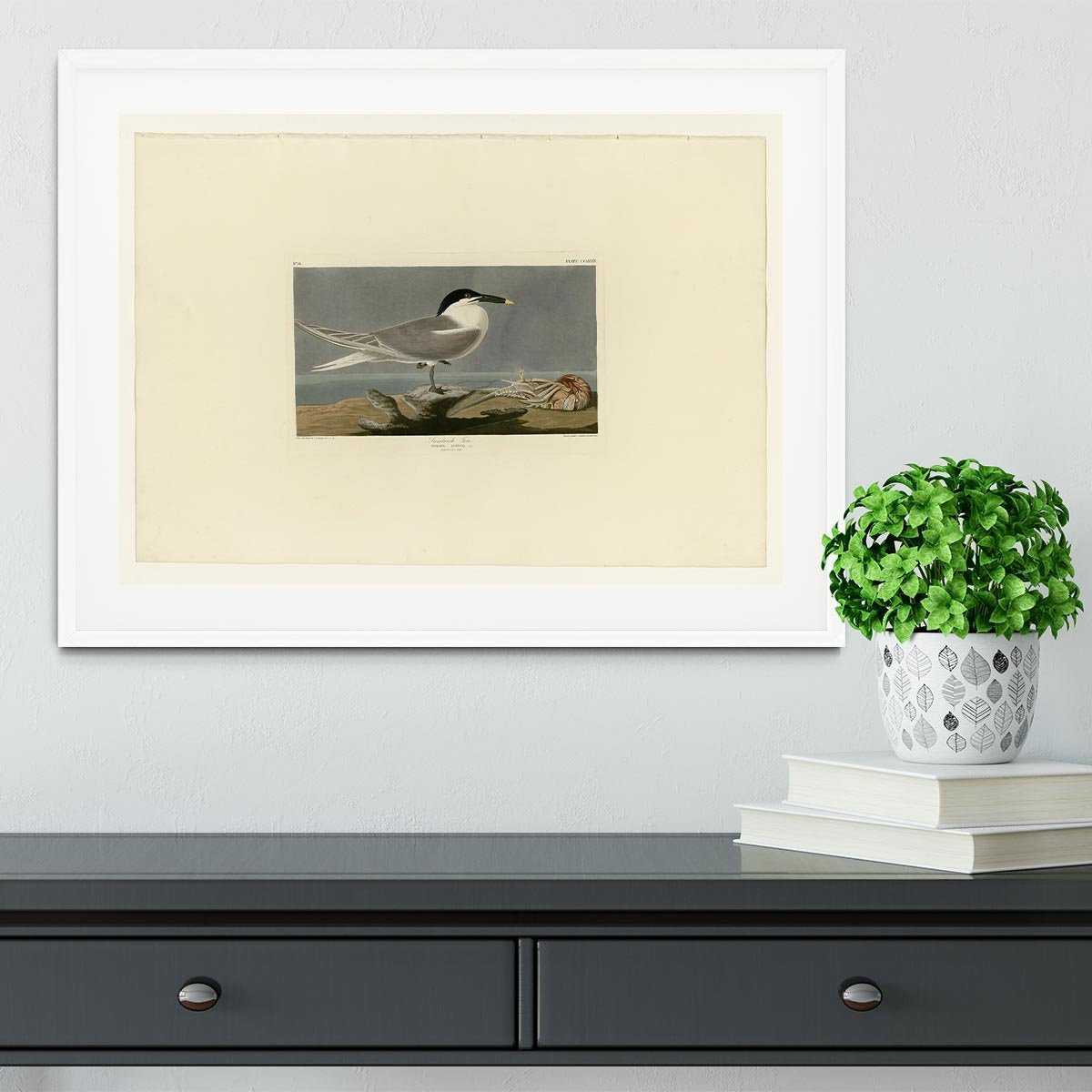Sandwich Tern by Audubon Framed Print - Canvas Art Rocks - 5