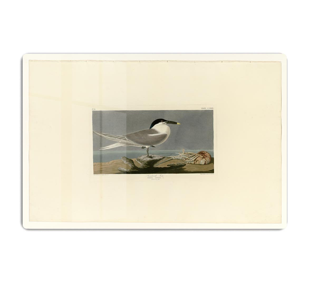 Sandwich Tern by Audubon HD Metal Print - Canvas Art Rocks - 1