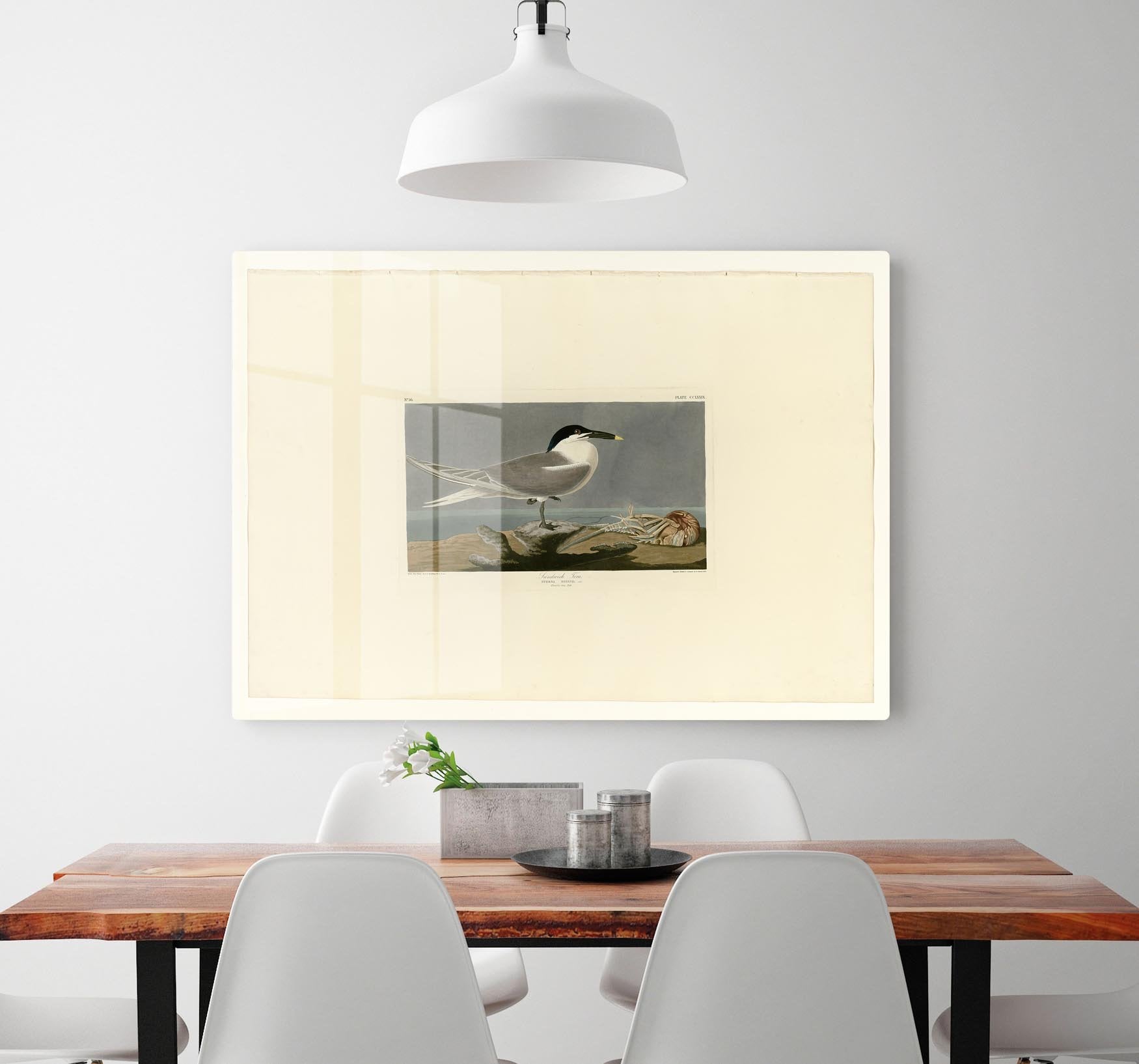 Sandwich Tern by Audubon HD Metal Print - Canvas Art Rocks - 2