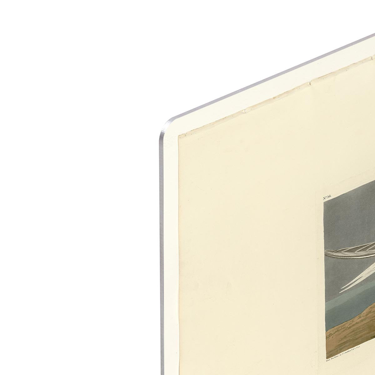Sandwich Tern by Audubon HD Metal Print - Canvas Art Rocks - 4